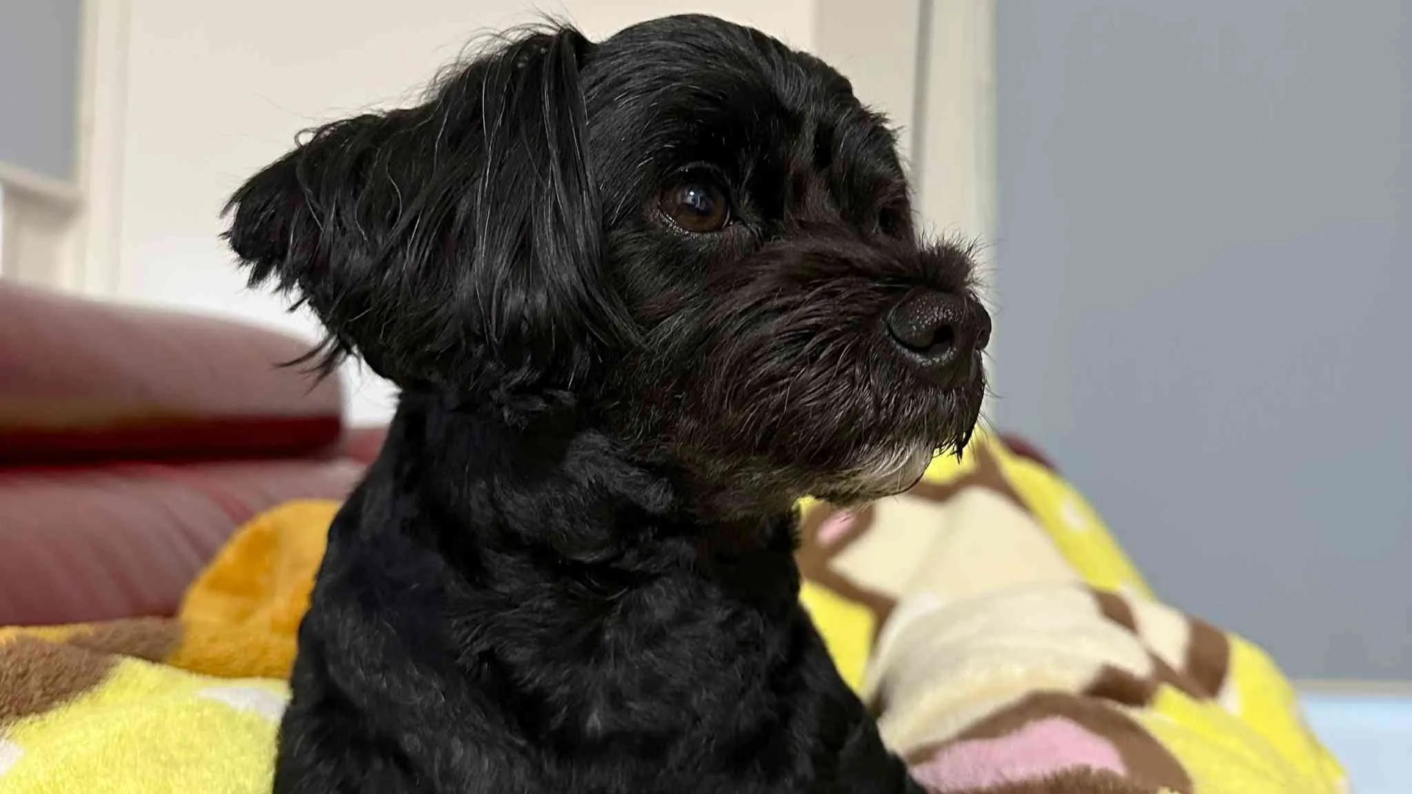 愛犬ルーカスくん｜川野芽唯選手のXより引用